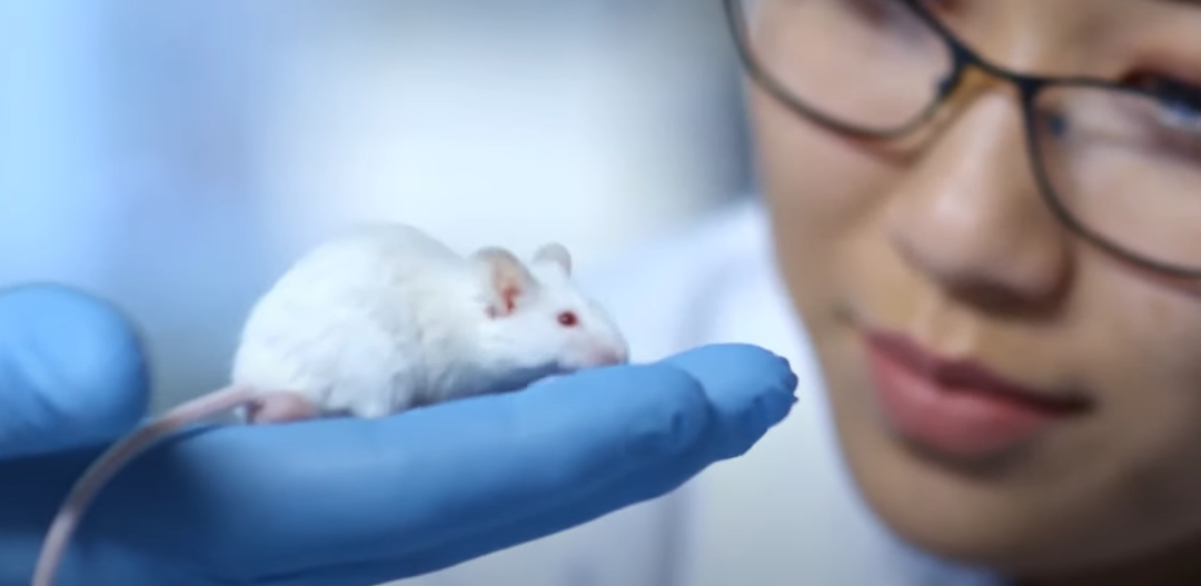 Embriony myszy połączone z komókami człowieka - stworzą chimery?