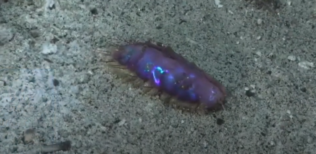 Elvis Worm - niezwykły robak morski