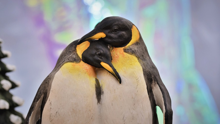 Pingwiny wiedzą jak zadbać o dobry nastrój