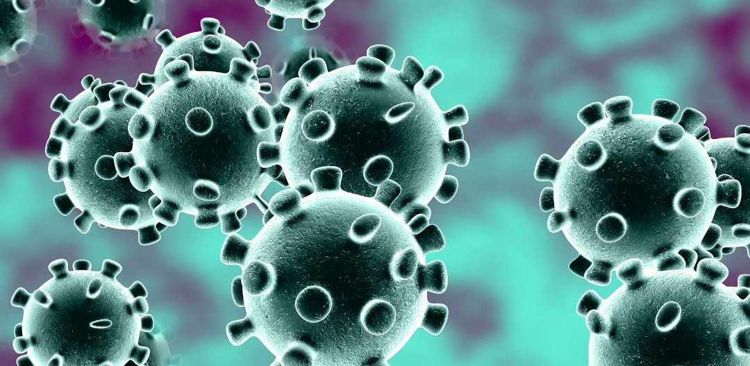 Nowy wirus RmYN02. Odkryli „krewniaka koronawirusa”
