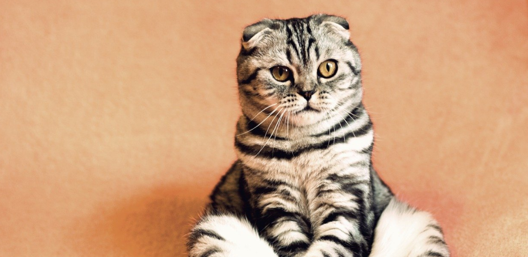 Czym jest koci katar i dlaczego kot kicha? Najważniejsze informacje