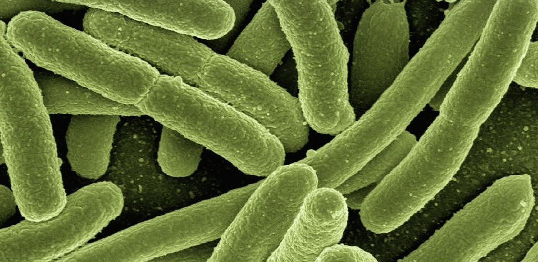 Superbakterie zyskują coraz większa odporność na antybiotyki - jakie leczenie stosować?