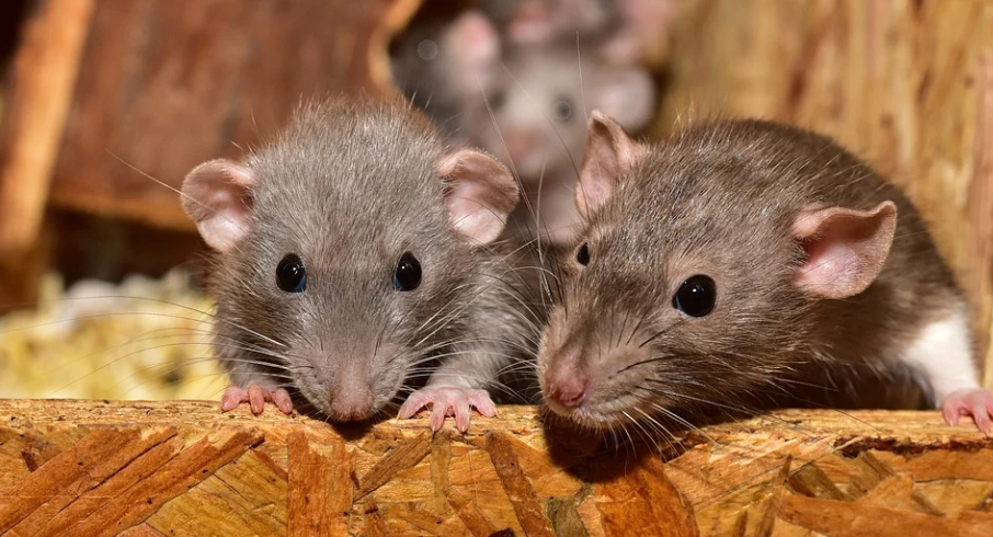 Dżuma w Chinach - szczury zaczną nową epidemię?