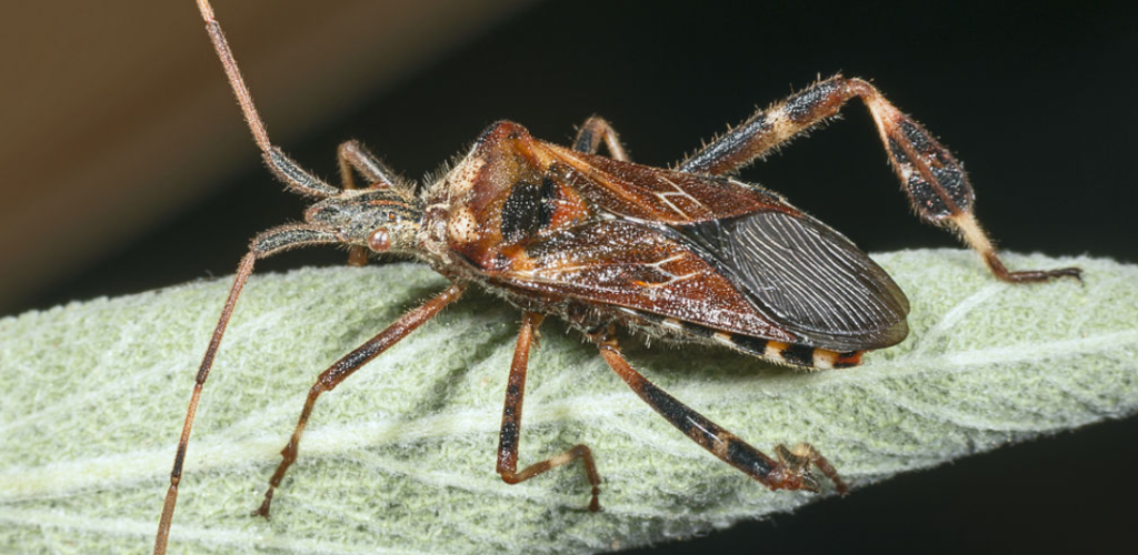 Wtyk amerykański - cuchnące owady wchodzą do domów