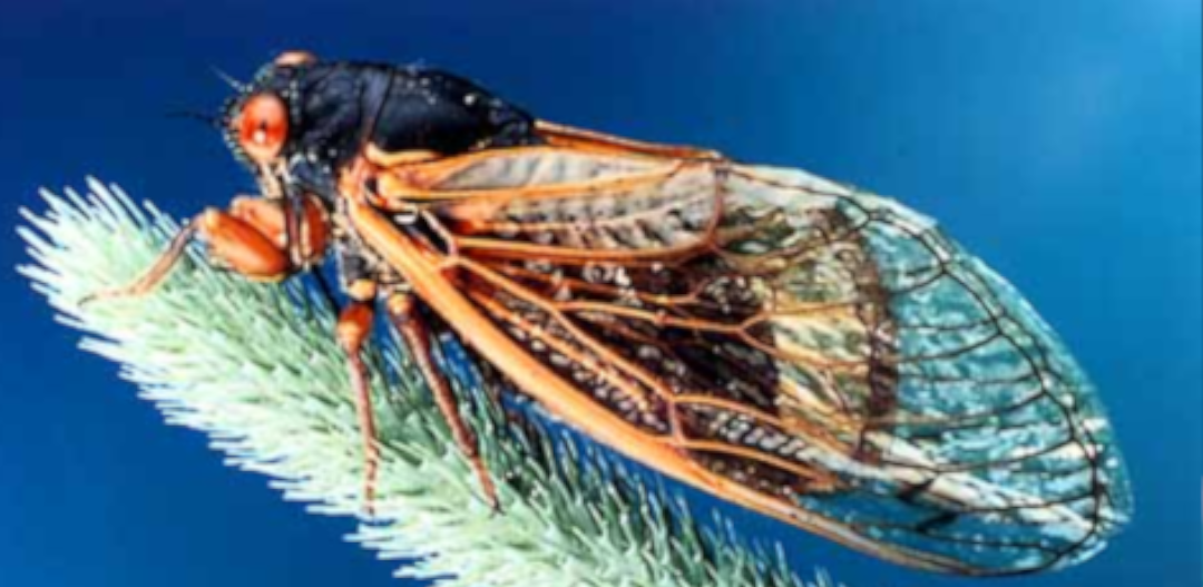Cykady wieloletnie w USA. Miliony owadów wychodzą spod ziemi raz na 17 lat