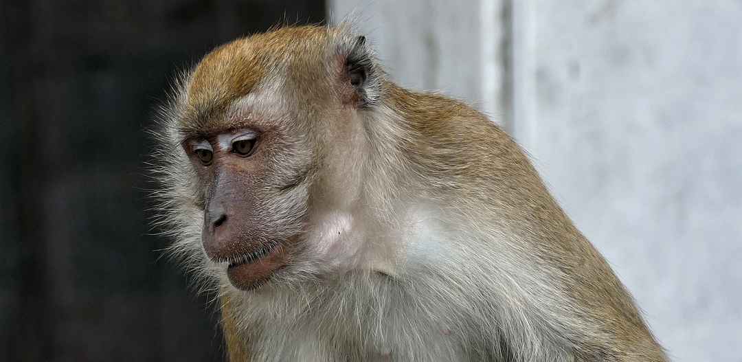 Niemcy tworzyli małpy modyfikowane genetycznie z objawami chorób. Stracili patent
