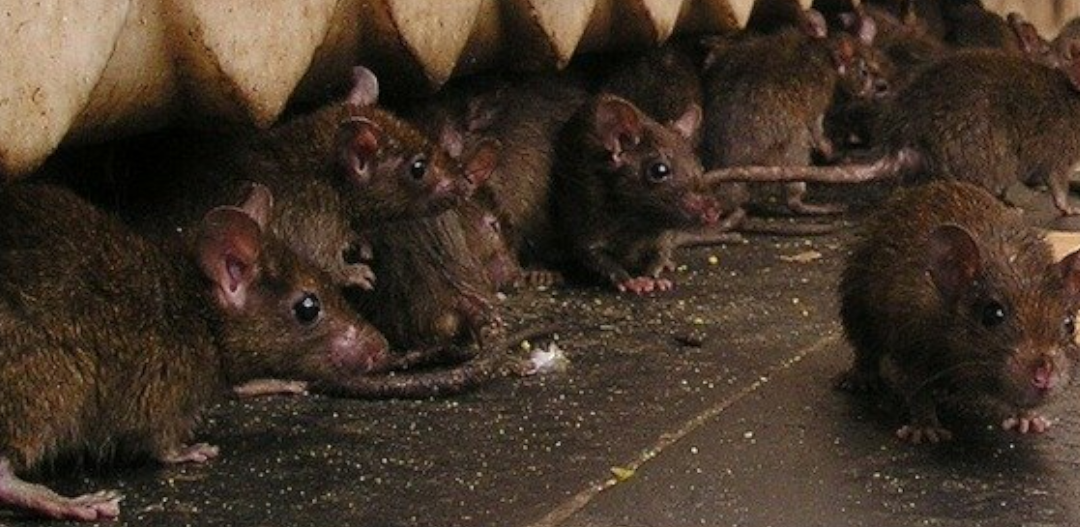 Szczury w Hiszpanii i wielka plaga w Madrycie. „Mogą atakować ludzi” [WIDEO]