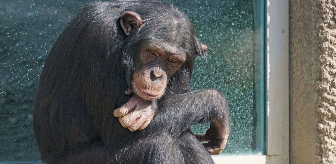 Nowa choroba atakuje szympansy. Tajemnicza bakteria Sarcina troglodytae zabija 100% chorych małp