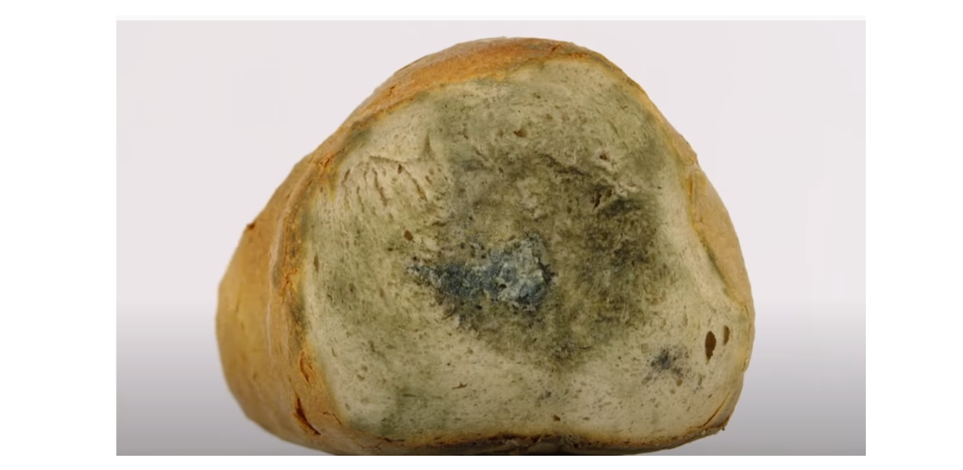 Pleśń na chlebie – czy jest szkodliwa? Czym grozi zjedzenie pleśni?