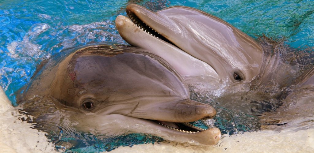 Masowe zabijanie delfinów na Wyspach Owczych. Rzeź zgodnie z prawem i tradycją. Delfin jako krwawa zabawka do mordowania