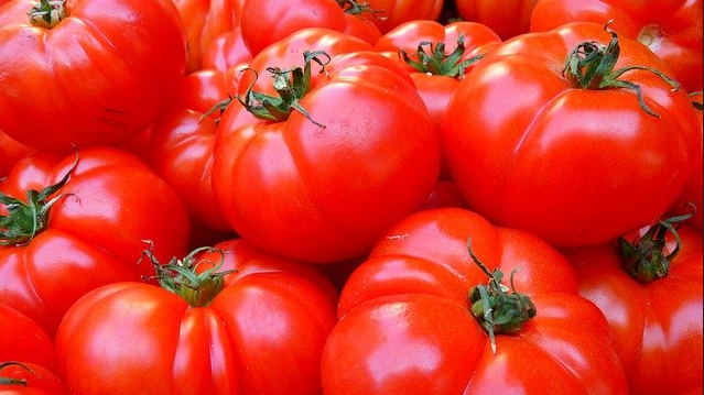 Pomidory to nie dla każdego zdrowe warzywa. Kto nie powinien jeść pomidorów i jakie są przeciwskania? Informacje i przeciwskazania