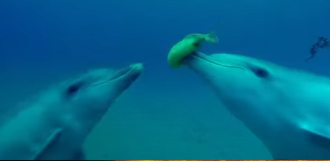 Naćpane delfiny grają w piłkę rozdymką – igrają ze śmiercią [WIDEO]