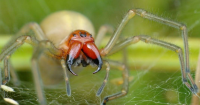 Kolczak zbrojny - najbardziej jadowity pająk w Polsce