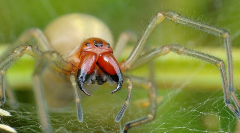 Kolczak zbrojny - najbardziej jadowity pająk w Polsce