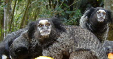 Małpy i modyfikacja genetyczne - wszczepili zwierzętom ludzkie DNA