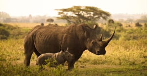 Zagrożone gatunki zwierząt - nosorożec sumatrzański za chwilę wyginie całkowicie