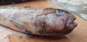 Ryby z Bałtyku szkodliwe dla zdrowia? Badania i opinie ekspertów