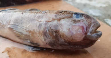 Ryby z Bałtyku szkodliwe dla zdrowia? Badania i opinie ekspertów