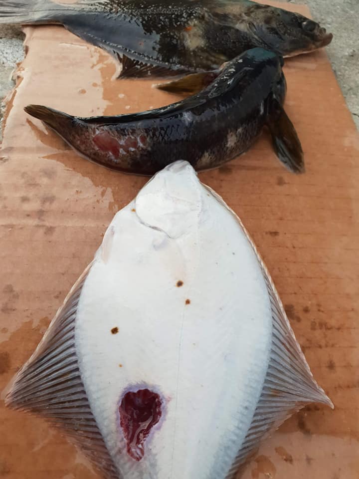 Ryby z Bałtyku