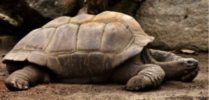 Diego ocalił żółwie z Galapagos