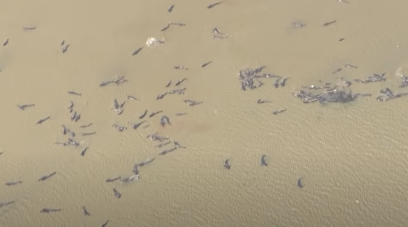 Wieloryby wyrzucone na brzeg - dlaczego grindwale masowo wpływają na plaże w Australii?