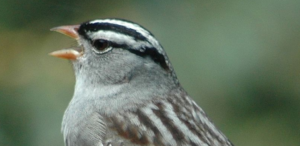 Jak koronawirus zmienił śpiewa ptaków - pasówka białobrewa brzmi bardziej seksownie!