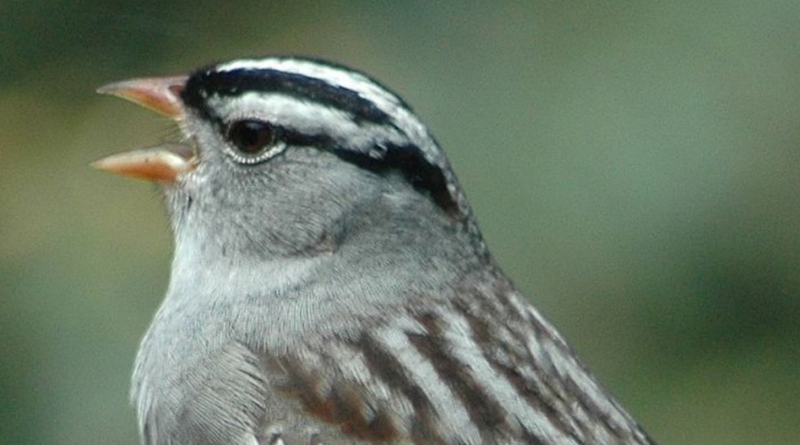 Jak koronawirus zmienił śpiewa ptaków - pasówka białobrewa brzmi bardziej seksownie!