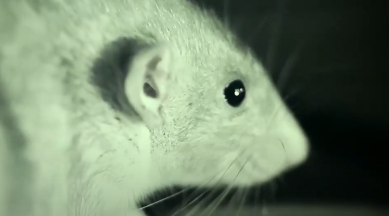 Dżuma w Chinach - szczury zaczną nową epidemię?