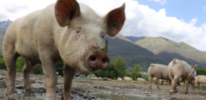 Świnia 3.0 i edycja genów zwierząt - przełom w transplantologii?