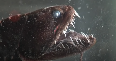 Najstraszniejsze ryby świata - morskie potwory jak z horroru