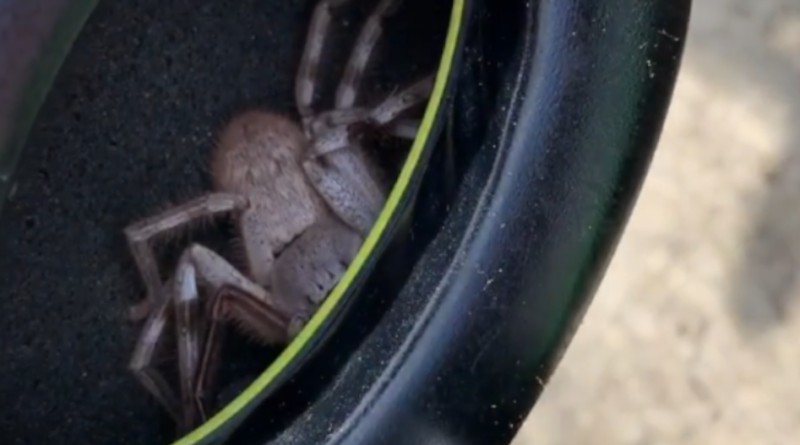Huntsman spider w słuchawkach - ogromny pająk spachaczowaty z Australii