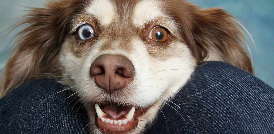 Psy nie rozpoznają twarzy właścicieli? Zaskakujące wyniki badań
