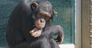 Szympansy w Afryce chore na trąd - jak doszło do zarażenia?
