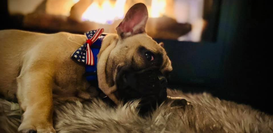 Pies wygrał wybory w USA na burmistrza. Buldog francuski Wilbur z Rabbit Hash