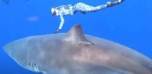 Deep Blue czyli największy żarłacz biały na świecie. Ten rekin jest kluczem do ocalenia gatunku?