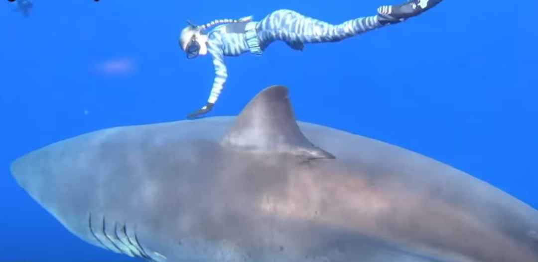 Deep Blue czyli największy żarłacz biały na świecie. Ten rekin jest kluczem do ocalenia gatunku? [WIDEO]