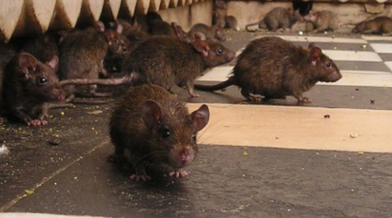 Świątynia szczurów w Indiach. Czy szczury nie przenoszą tam chorób?