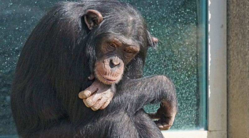 Szympansy i nowa choroba. Tajemniczna bakteria ma śmiertelność 100% u chorych małp