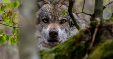 Wilki w Polsce i rosnący problem. Ludzie zabierają wilcze szczenięta i próbują krzyżować je z psami