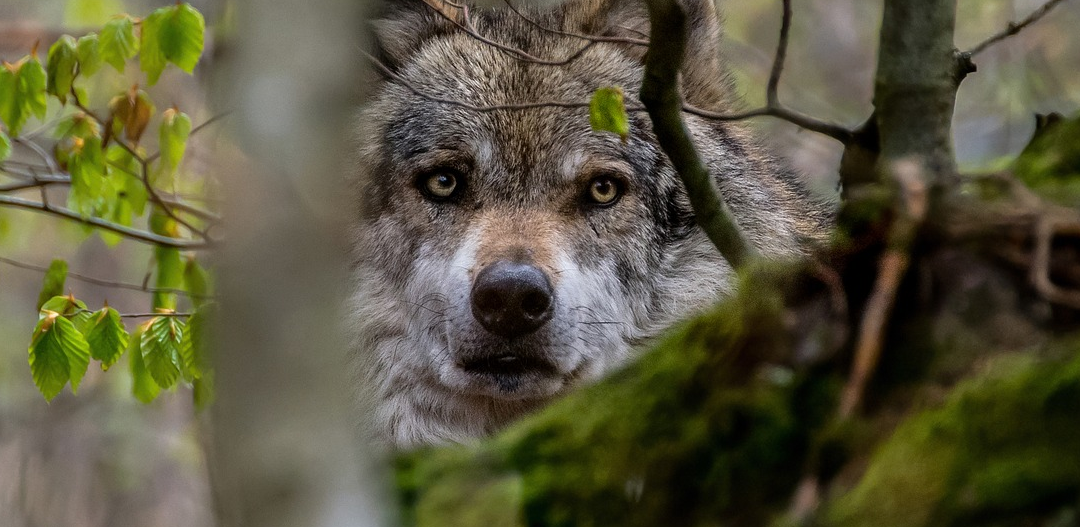 Ludzie coraz częściej porywają w Polsce małe wilki z nor. „Nowa moda”
