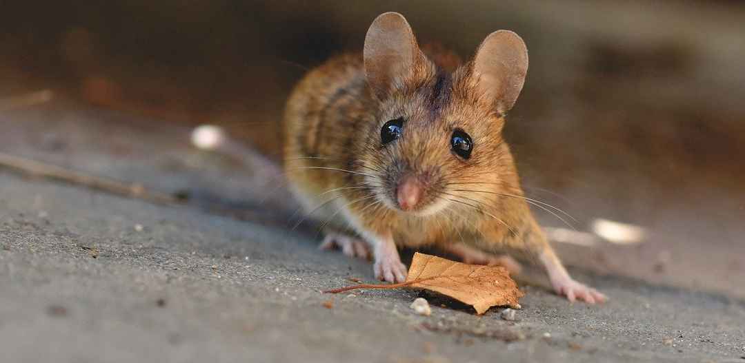 Niemcy: tulawirus od myszy polnej u człowieka. Pierwszy przypadek na świecie