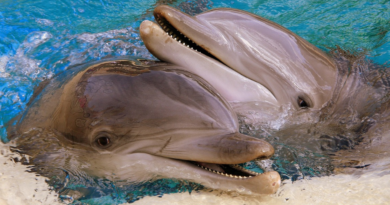 Masowe zabijanie delfinów na Wyspach Owczych. Rzeź zgodnie z prawem i tradycją. Delfin jako krwawa zabawka do mordowania