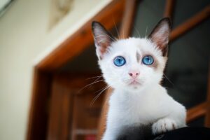 Koty - zaskakujące ciekawostki i informacje