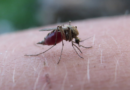 Wirus Zika przechodzi kolejne mutacje. Czeka nas nowa pandemia?