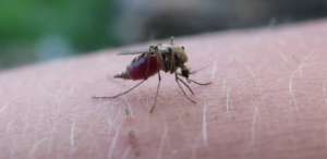 Wirus Zika przechodzi kolejne mutacje. Czeka nas nowa pandemia?