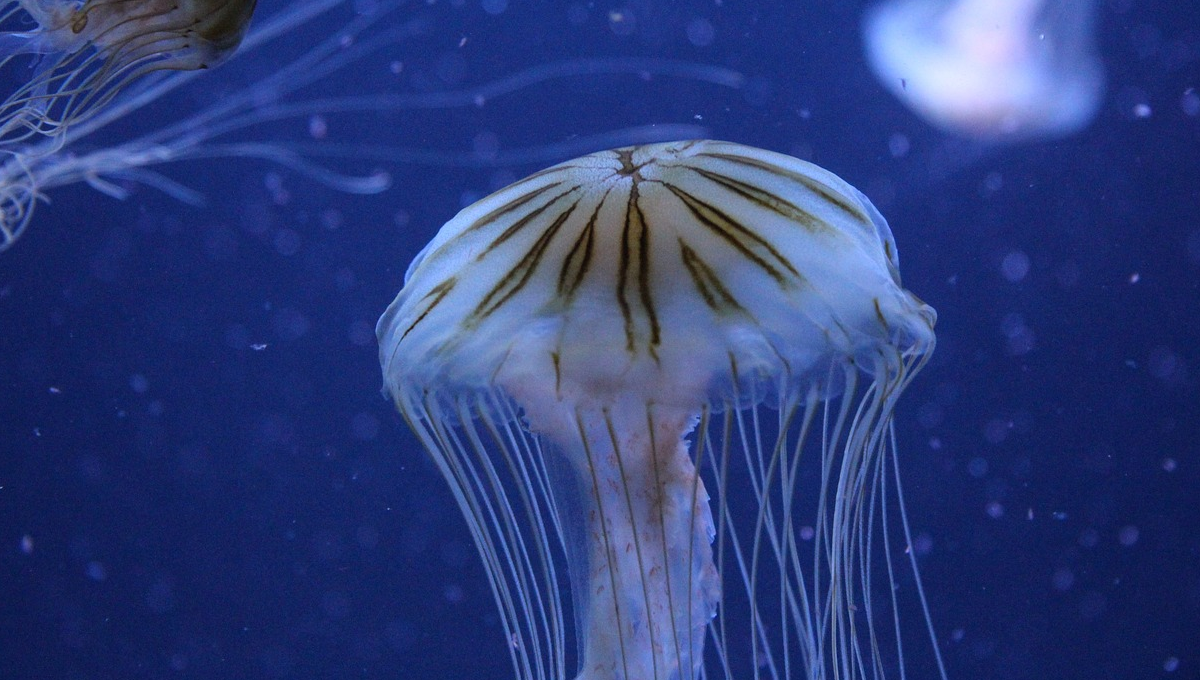Meduzy, niezwykła anatomia i odkrycie naukowców. Jak zbudowana jest meduza?